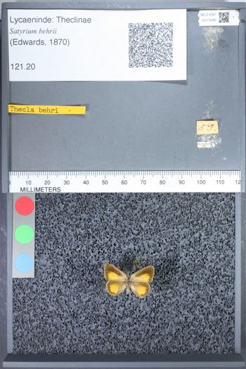Media type: image;   Entomology 73686
